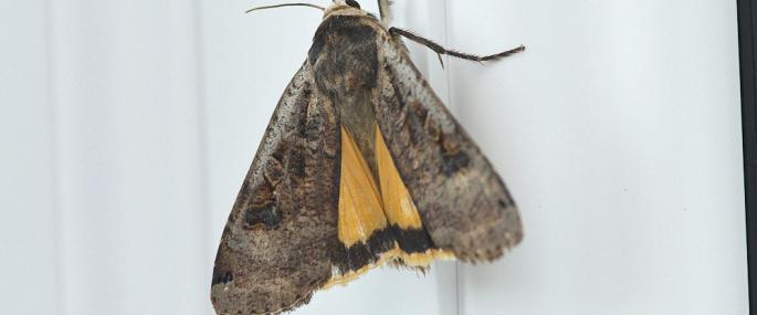 Large yellow underwing moth - northeastwildlife.co.uk - northeastwildlife.co.uk